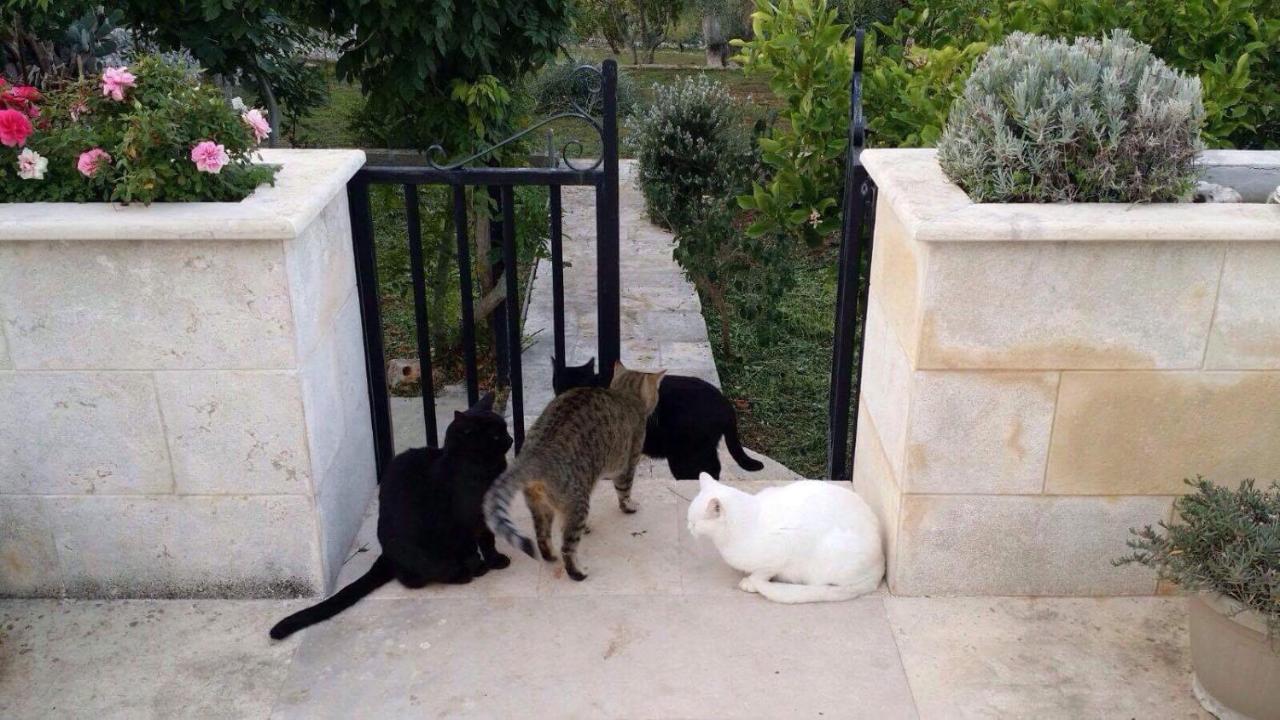 Villa Enea Monopoli Dış mekan fotoğraf