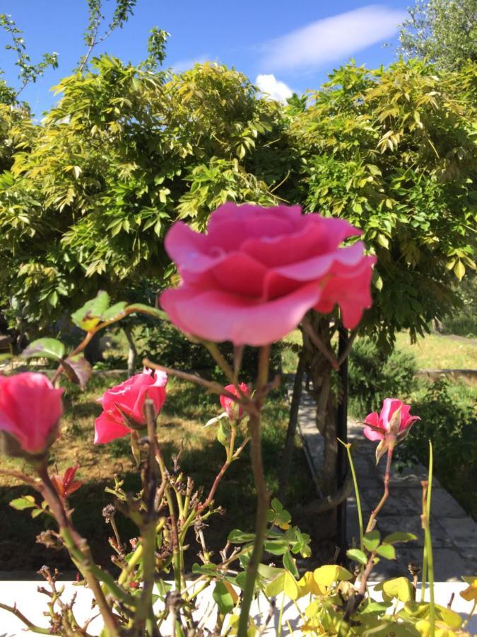 Villa Enea Monopoli Dış mekan fotoğraf